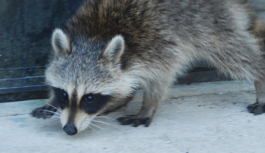 Raccoon Removal in New Carlisle