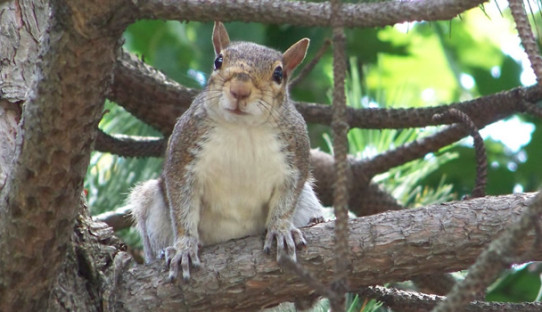 Squirrel Removal in New Carlisle